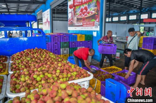 海南荔枝甜蜜上市，盡享熱帶風情