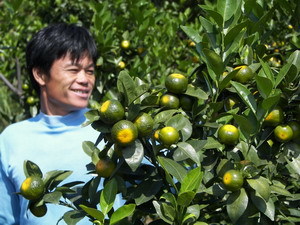 連麥鎮 初級農產品的綠色寶藏