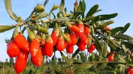 中寧枸杞商城 推動枸杞產業從初級農產品向現代化轉型