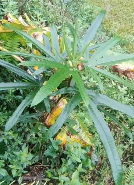 有仁堂梅州大埔特產 五指毛桃七指毛桃的獨特價值