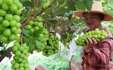 未來五年 云南彌勒構建“六大支撐體系”賦能初級農產品，引領農業發展與農民致富新篇章