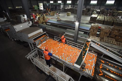 拼多多農(nóng)產(chǎn)品上行報(bào)告 三區(qū)三州銷售額激增413%，初級農(nóng)產(chǎn)品成電商助農(nóng)新引擎