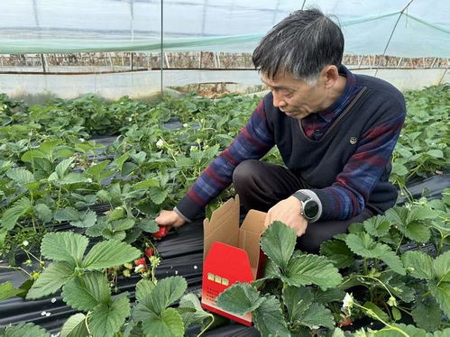 佛坪“綠卡”賦能農產品，初級產品勇闖大市場